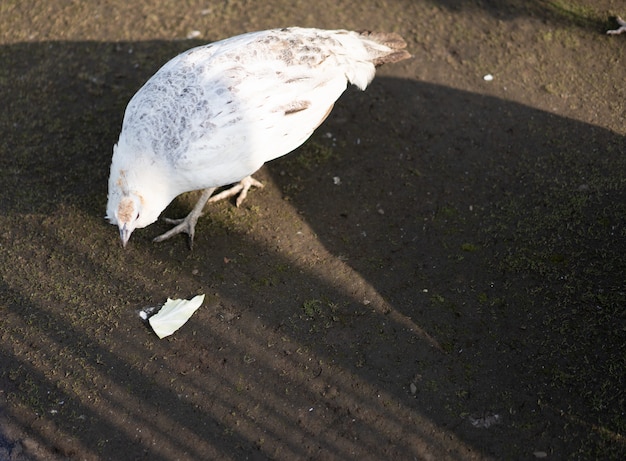 Foto peacock camina por el suelo para comer repollo