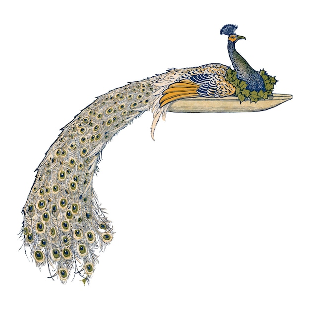 Peacock png en un plato ilustración vintage fondo transparente remasterizado por rawpixel