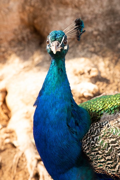 Peacock Portrait männlichen Pfauenkopf hautnah