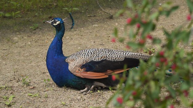 Peacock se sienta en el suelo y mira hacia la cámara.