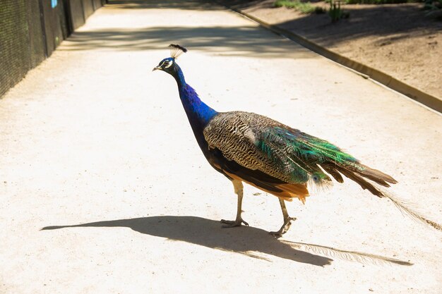 Peacock vai passear em um dia ensolarado de verão