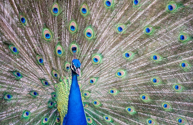 Peacok mostrando sus hermosas plumas en un parque público