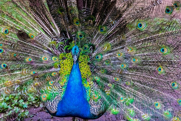 Foto peafowl - ave exótica con cola colorida