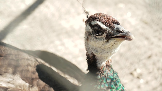 Peahen Una hembra de pavo real indio camina alrededor del patio closeup Detalles del plumaje de un ave exótica