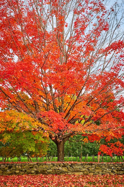 Peak fall orangeleafed tree por huerto de manzanas con muro de piedra