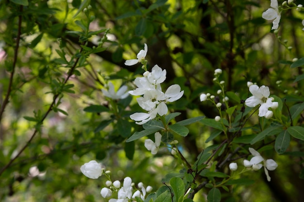 Pearlbush die Braut exochorda x macrantha im Park die sogenannten perlweißen Blüten auf grünem Hintergrund ...