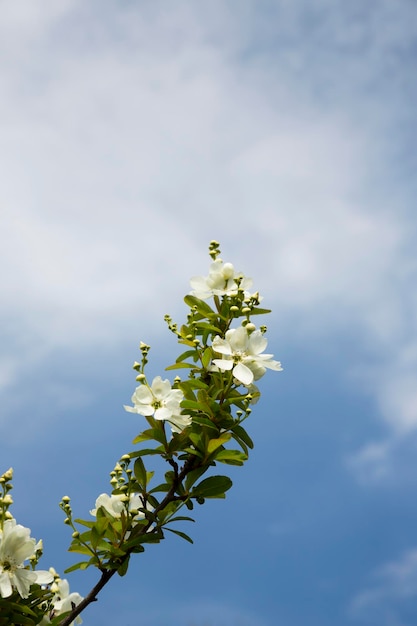 Pearlbush die Braut exochorda x macrantha im Park die sogenannten perlweißen Blumen auf einem blauen Himmelsba ...