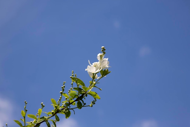 Pearlbush la novia exochorda x macrantha en el parque las llamadas flores blancas nacaradas en un cielo azul ba...