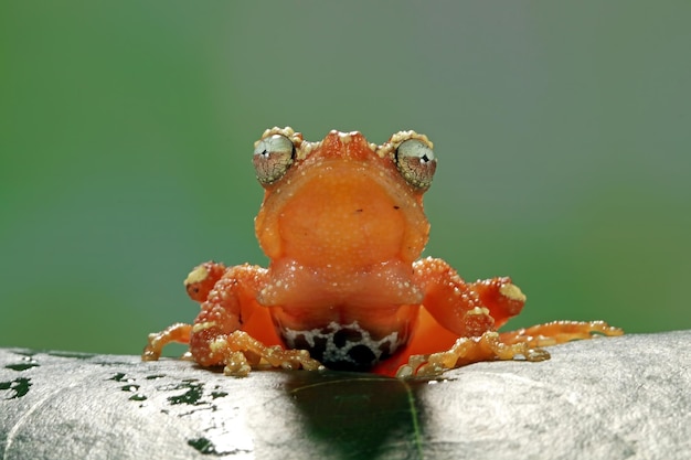 Pearly Tree Frog auf grünen Blättern Laubfrosch auf verlassen