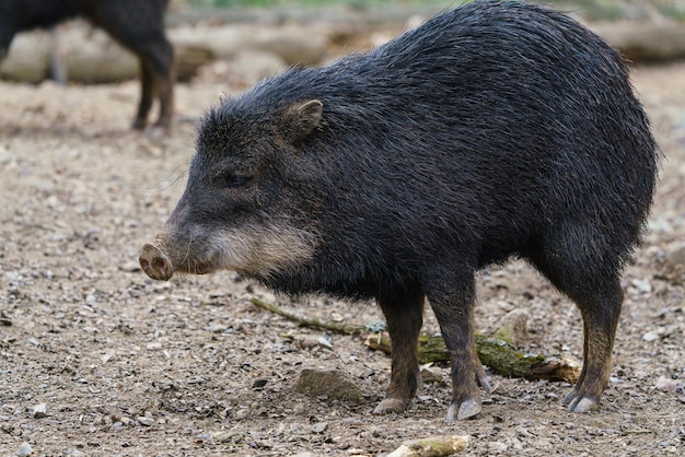 Pecarí del Chaco Catagonus wagneri también conocida como la tagua