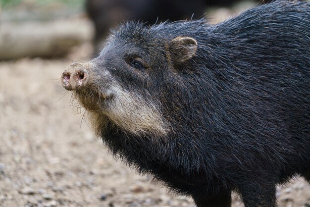 Pecarí del Chaco Catagonus wagneri también conocida como la tagua