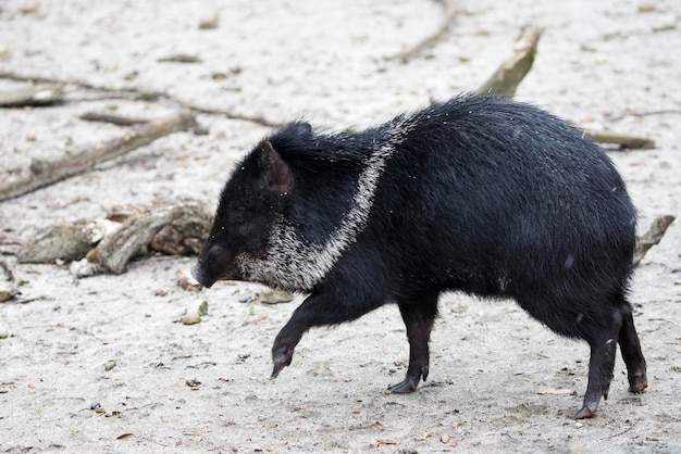 Peccary em uma clareirax9na corrida