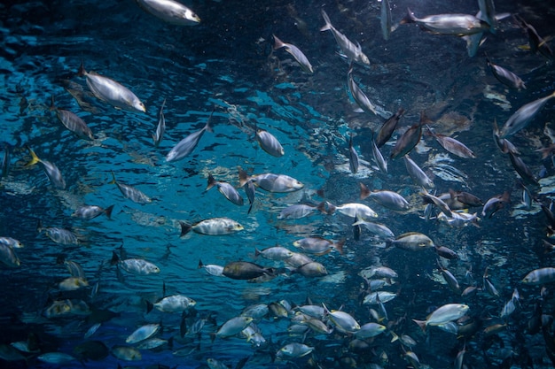 peces en el acuario bajo el agua animales