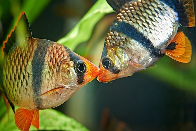 Peces de acuario - barbus puntius tetrazona en acuario