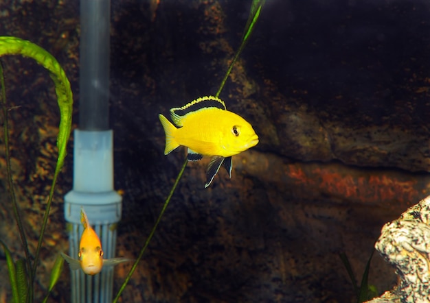 Peces de acuario - Cichlid Hummingbird Yellow. (Labidochromis caeruleus)