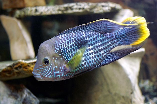 Peces de acuario cíclidos azules Primer plano