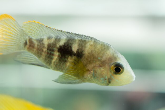 Peces de acuario cíclidos enanos. Apistogramma nijsseni es una especie de pez cíclido, endémica de hábitats locales de aguas negras altamente restringidos en el sur de Perú.