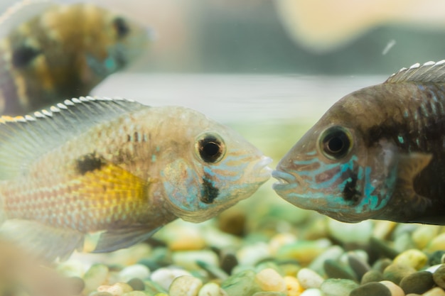 Peces de acuario cíclidos enanos. Apistogramma nijsseni es una especie de pez cíclido, endémica de hábitats locales de aguas negras altamente restringidos en el sur de Perú.