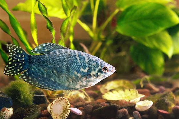 Los peces de acuario están nadando en el agua con plantas verdes detrás