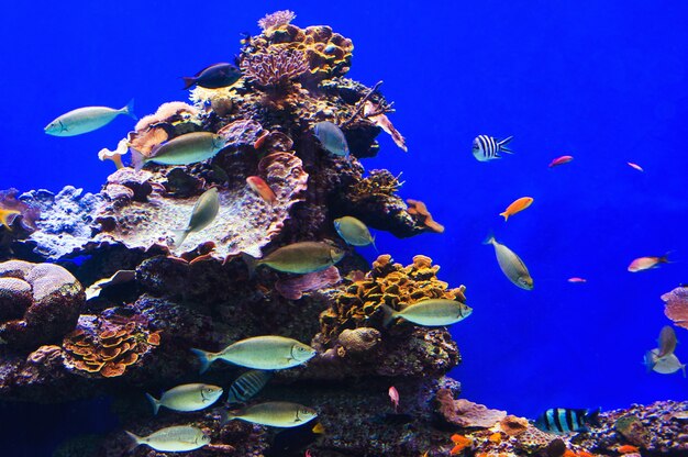 Peces en un acuario en el mar rojo.