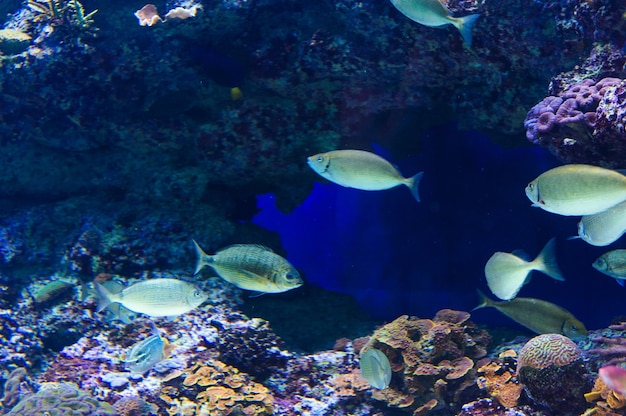 Peces en un acuario en el mar rojo.