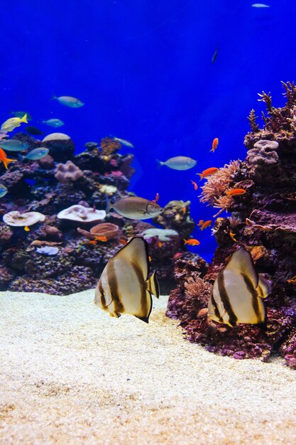 Peces en un acuario en el mar rojo.