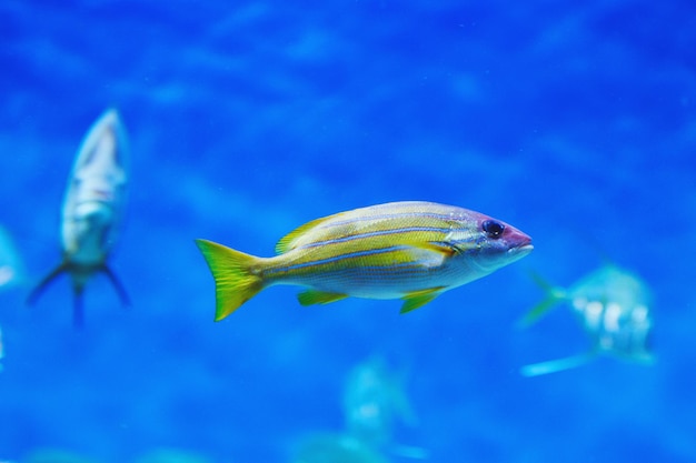 Peces de acuario multicolores, algas y corales en el agua azul oscuro en el centro oceánico.