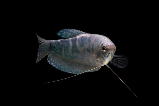 Peces de acuario Opaline Gourami o Blue Gourami aislado sobre fondo negro