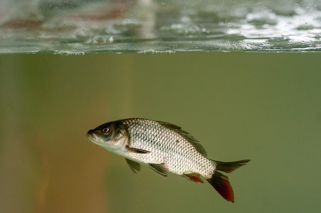 Peces en acuario para piscicultura. Carpas, tambaquis y tilapias. Piscicultura.