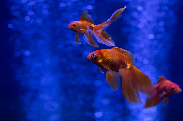 los peces de acuario también se conocen como peces de colores nadando en aguas azules