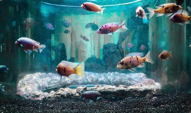 Peces en el acuario