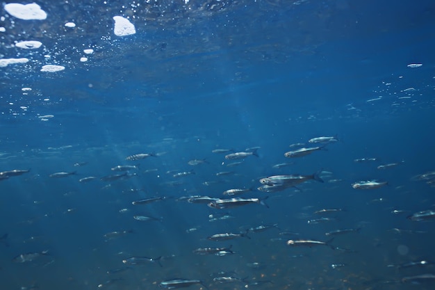 peces bajo el agua banco, fondo abstracto naturaleza mar océano ecosistema