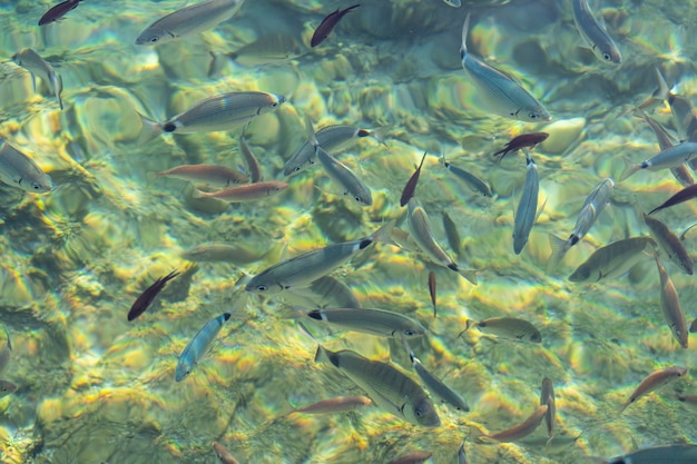 Peces en el agua clara, reflejo del sol, mar Egeo, Bodrum, Turquía. Pescado en agua de mar cristalina