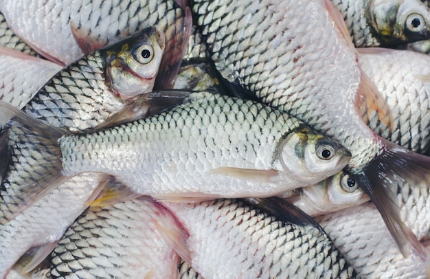 peces de agua dulce Barbonymus gonionotus Fishes