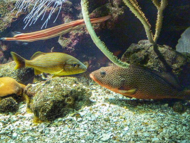 Foto peces bajo el agua