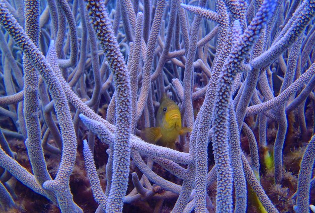 Foto peces amarillos nadando en medio del coral