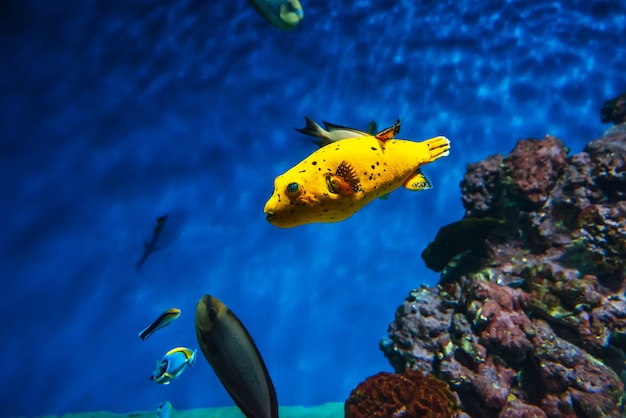 Los peces Arothron nigropunctatus nadan en el agua azul