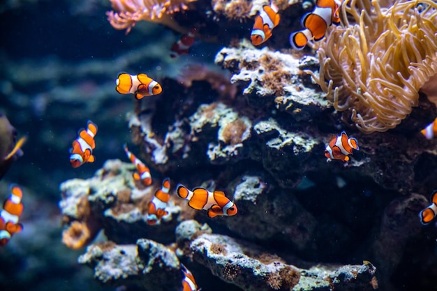 peces de arrecife coloridos en el entorno natural del océano en el acuario del zoológico