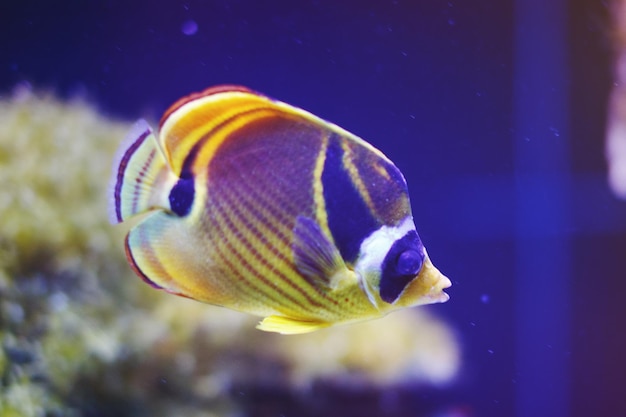 Peces de arrecife de coral de acuario multicolor, pez mariposa mapache, algas y corales en el agua azul oscuro en el centro oceánico.