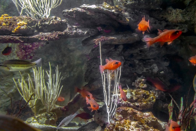 Peces de los arrecifes de coral