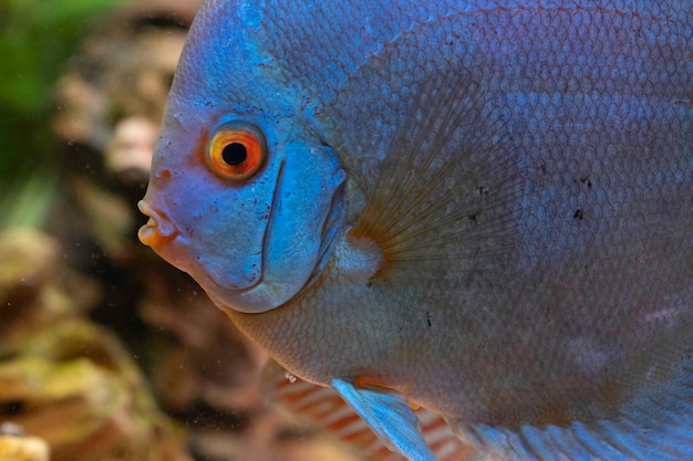 Peces azules de las especias Symphysodon disco en el acuario Concepto de acuario de agua dulce