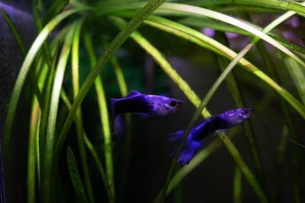 Peces azules en el primer plano de agua oscura