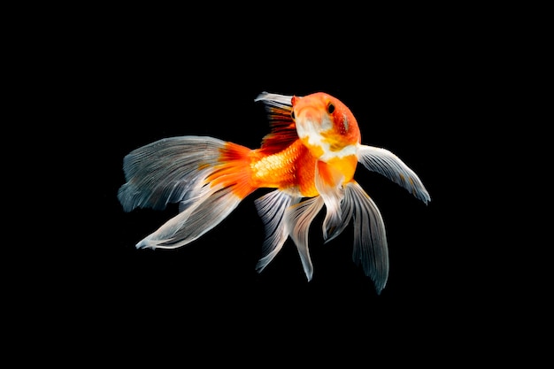 Peces de belleza nadando bajo el agua sobre fondo negro