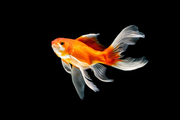 Peces de belleza nadando bajo el agua sobre fondo negro