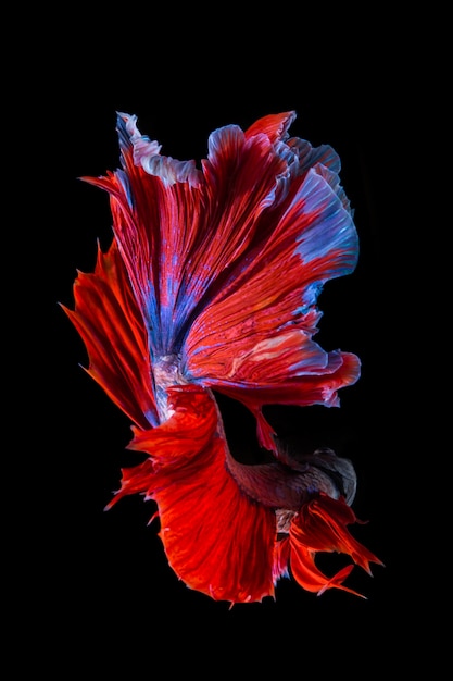 Foto peces betta rojos y azules, peces luchadores siameses