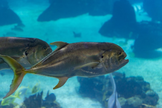 Los peces Caranx nadan en un acuario azul