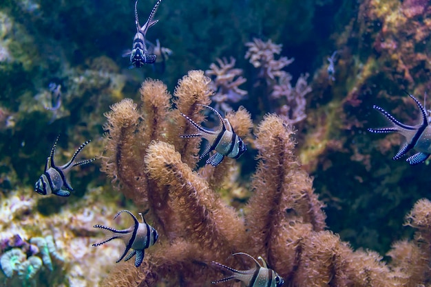 Los peces cardenales de Banggai