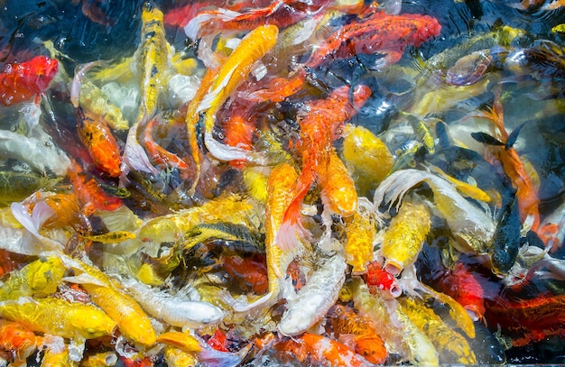 Los peces carpa de lujo nadan en el estanque, pescan carpas de colores