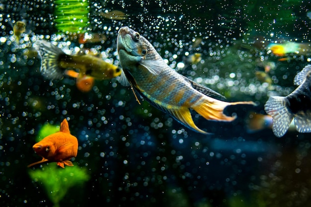 Peces cíclidos de colores en el agua del acuario