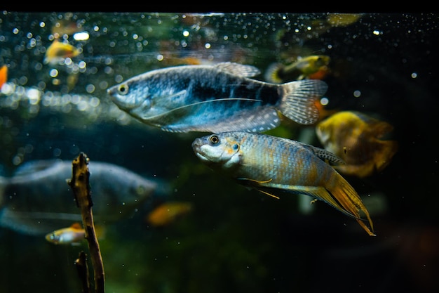 Peces cíclidos de colores en el agua del acuario